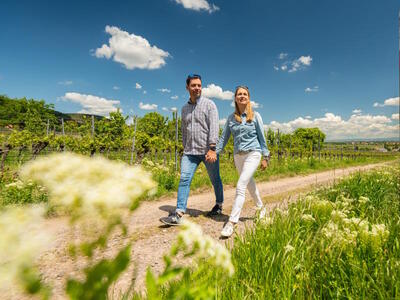 Bild vergrern: Wandern durch die Weinberge in Neustadt an der Weinstrae 